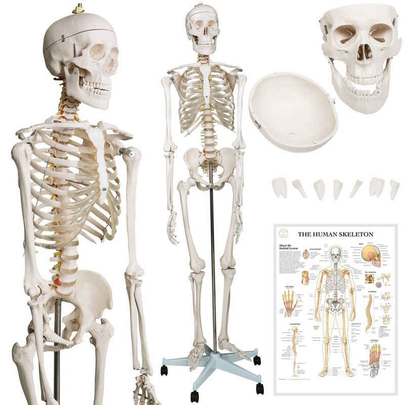 Jago Dekoobjekt Menschliches Anatomie Skelett 181.5 cm- Lebensgroß Anatomisches Modell (1 St)