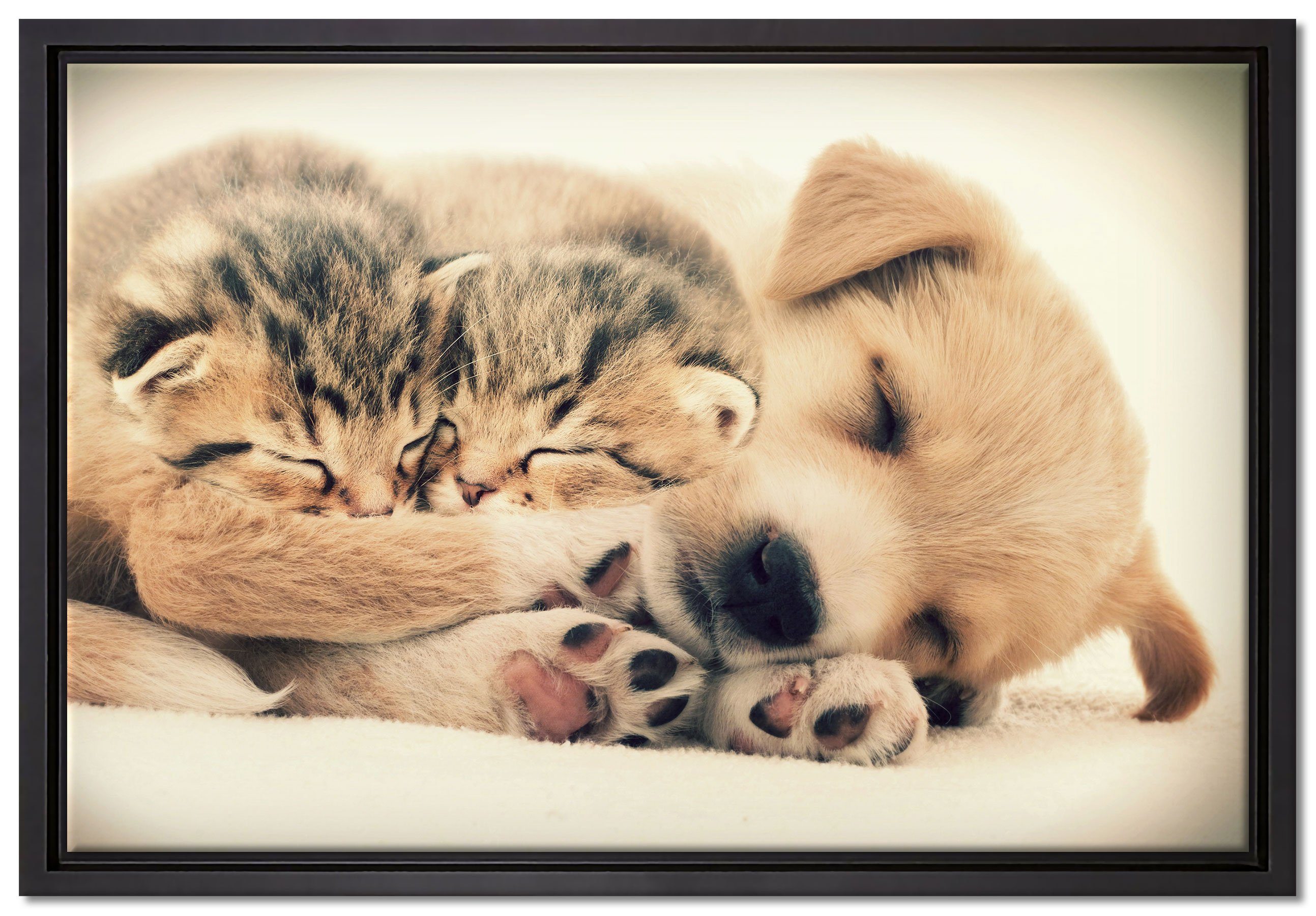 Pixxprint Leinwandbild Hundewelpe mit kleinen Kätzchen, Wanddekoration (1 St), Leinwandbild fertig bespannt, in einem Schattenfugen-Bilderrahmen gefasst, inkl. Zackenaufhänger