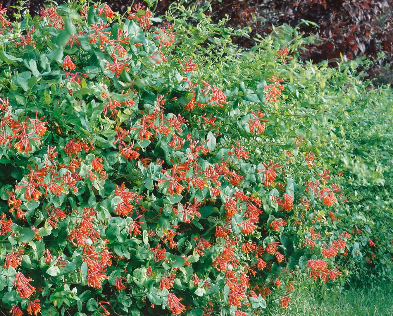 Pflanzen für Dich Kletterpflanze Lonicera brownii Dropmore Scarlet, 1 St., Geißblatt, Heckenkirsche, rote Blüten, kletternd