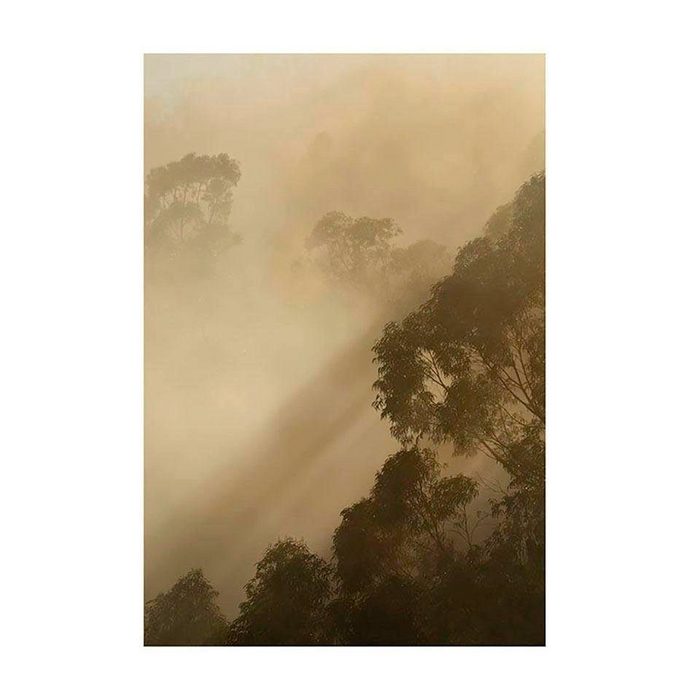 Komar Poster Golden Light Natur Höhe: 50cm