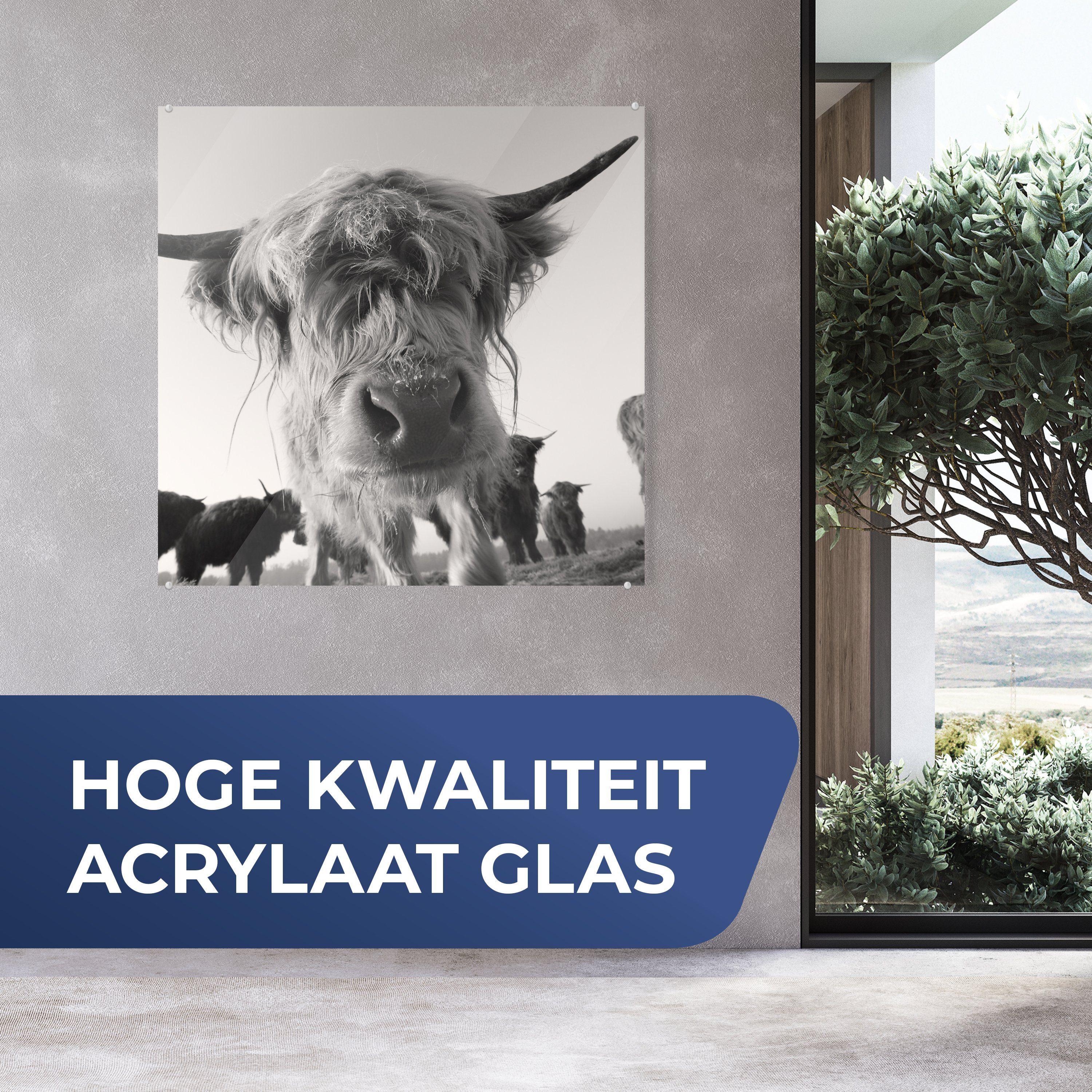 Dekorative (1 Acrylglasbild für Bild Küche Schwarz - Wohnzimmer Weiß - St), - Highlander Tiere, & auf MuchoWow Schottischer Glas