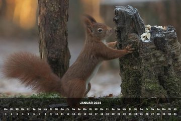 raxxa Wandkalender Premium Monatskalender Eichhörnchen 2024