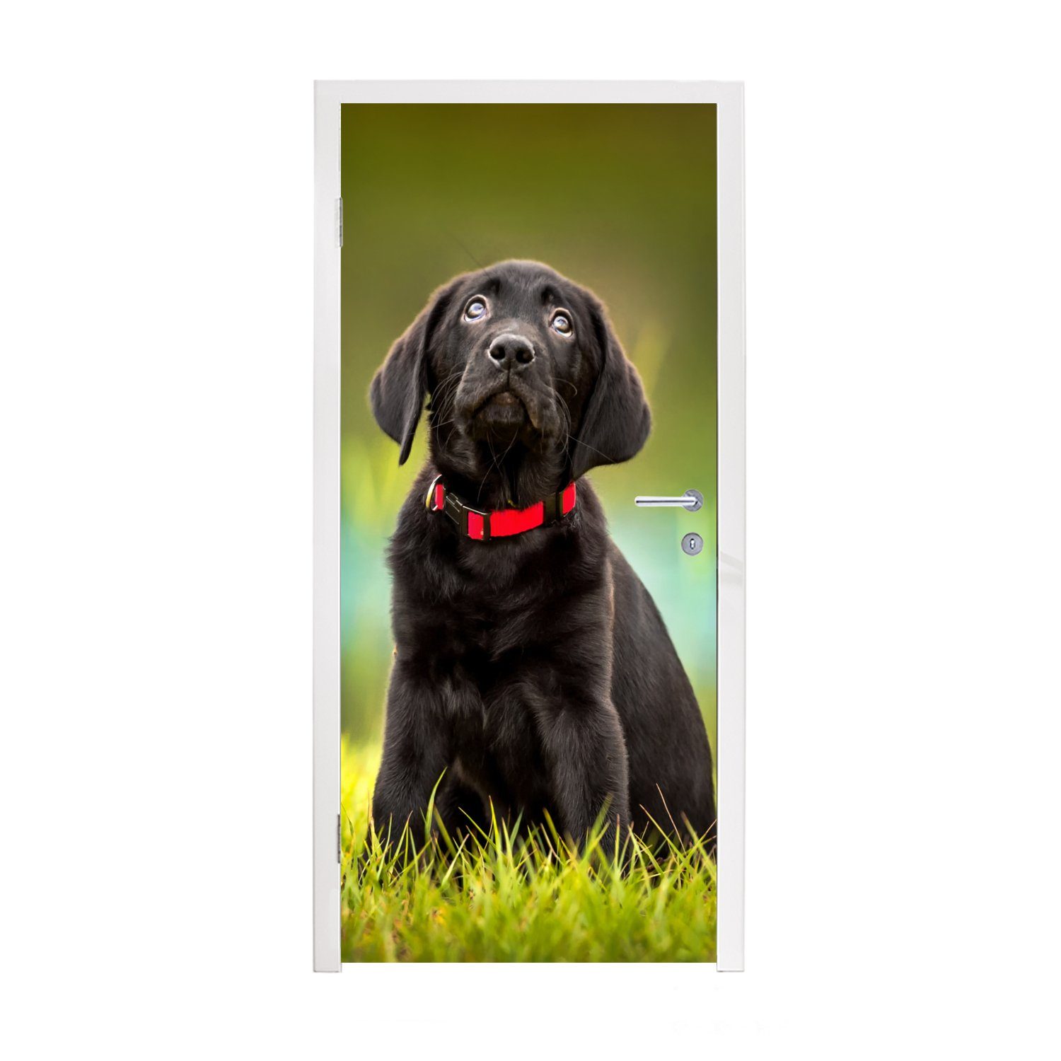 auf, Türaufkleber, schwarzer 75x205 für Labrador Ein cm St), bedruckt, Tür, Retriever Matt, schaut MuchoWow Türtapete Fototapete (1