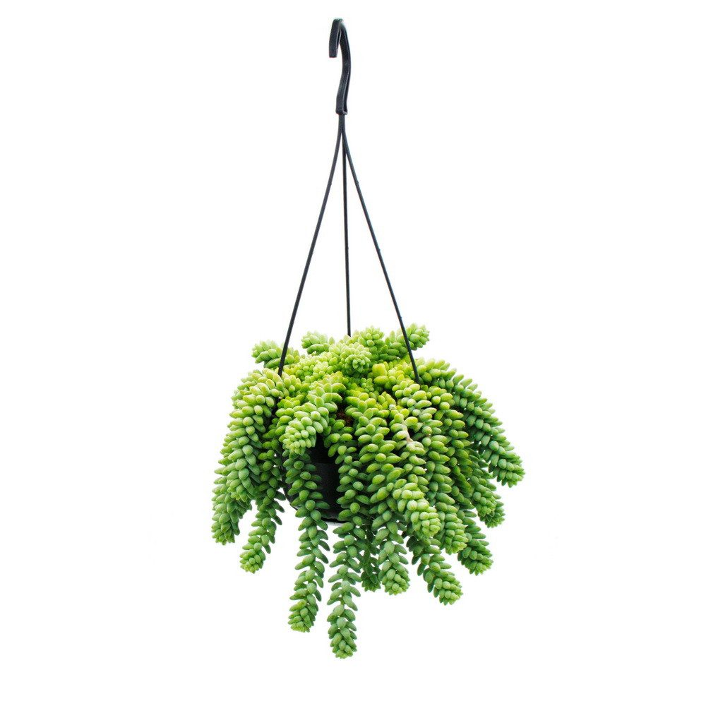 Exotenherz Kaktus Sedum morganianum Burrito Affenschaukel 14cm Ampeltopf