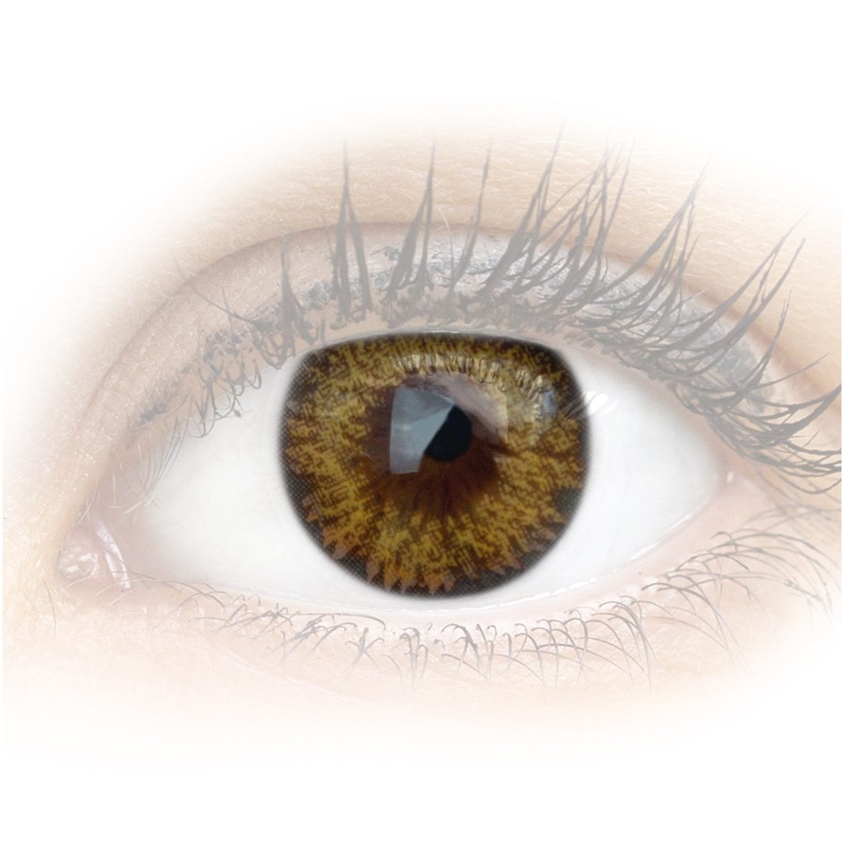 GLAMLENS Monatslinsen Sehr stark deckende und natürliche braune Linsen "Palermo Brown"