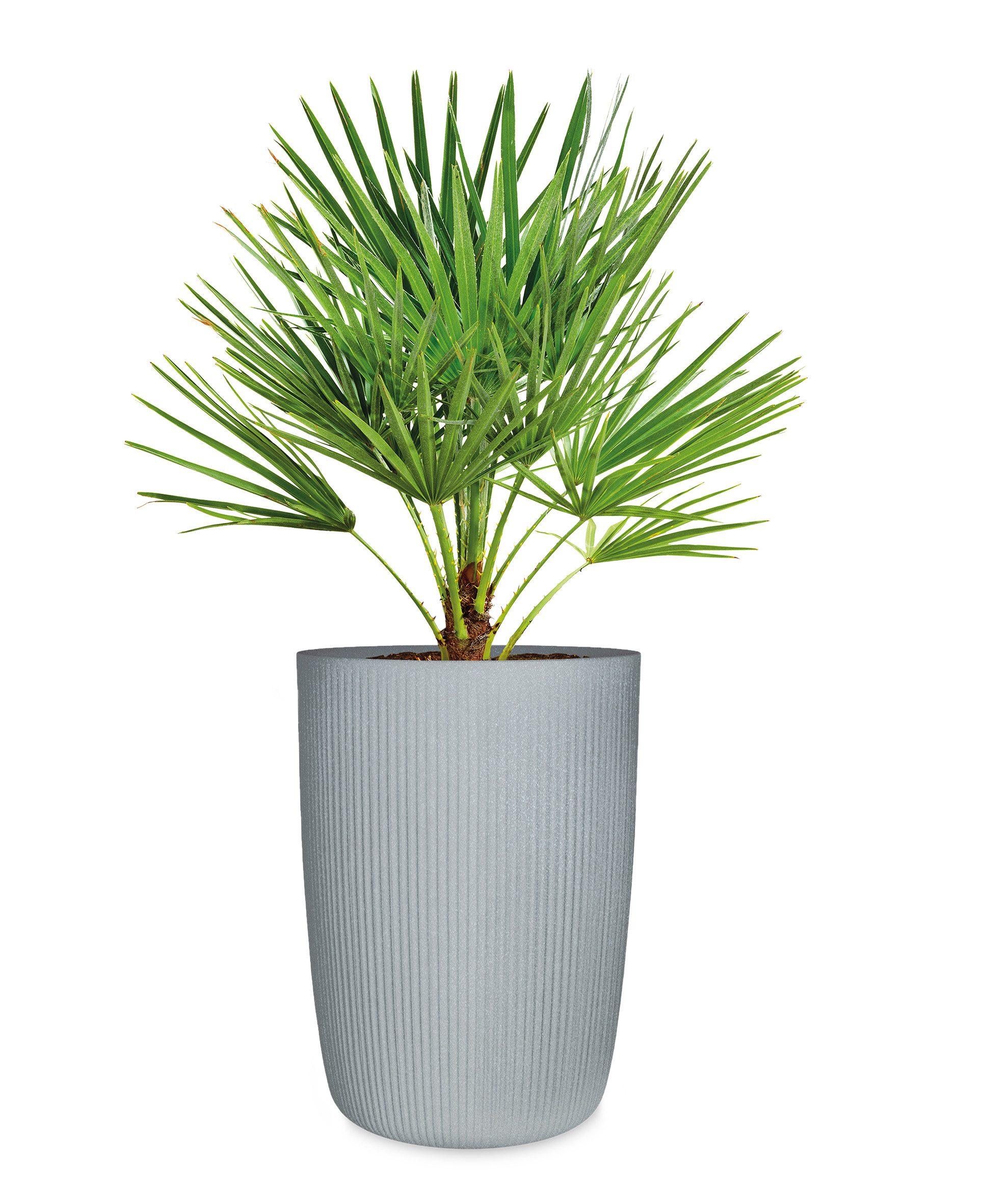 Scheurich Übertopf 40/260 LINETTO HIGH, Hochgefäß/Pflanzgefäß aus Kunststoff, ØxH: 28,5x39,9 cm