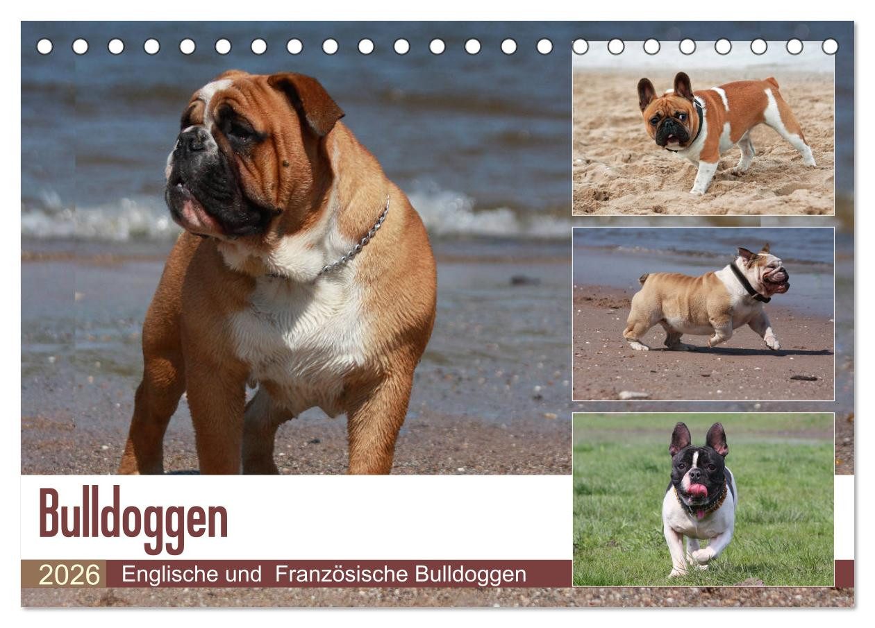 CALVENDO Wandkalender Bulldoggen - Englische und Französische Bulldoggen (Tischkalender 2026