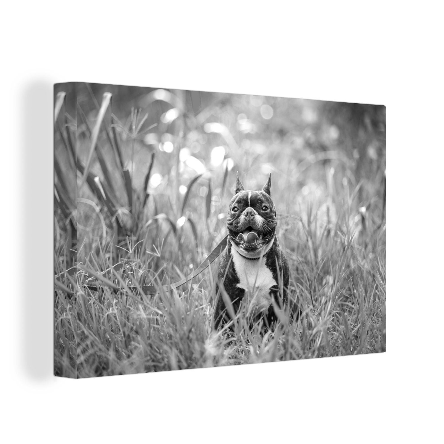 OneMillionCanvasses® Leinwandbild Französische Bulldogge im hohen Gras - schwarz und weiß, (1 St), Wandbild Leinwandbilder, Aufhängefertig, Wanddeko, 30x20 cm | Leinwandbilder