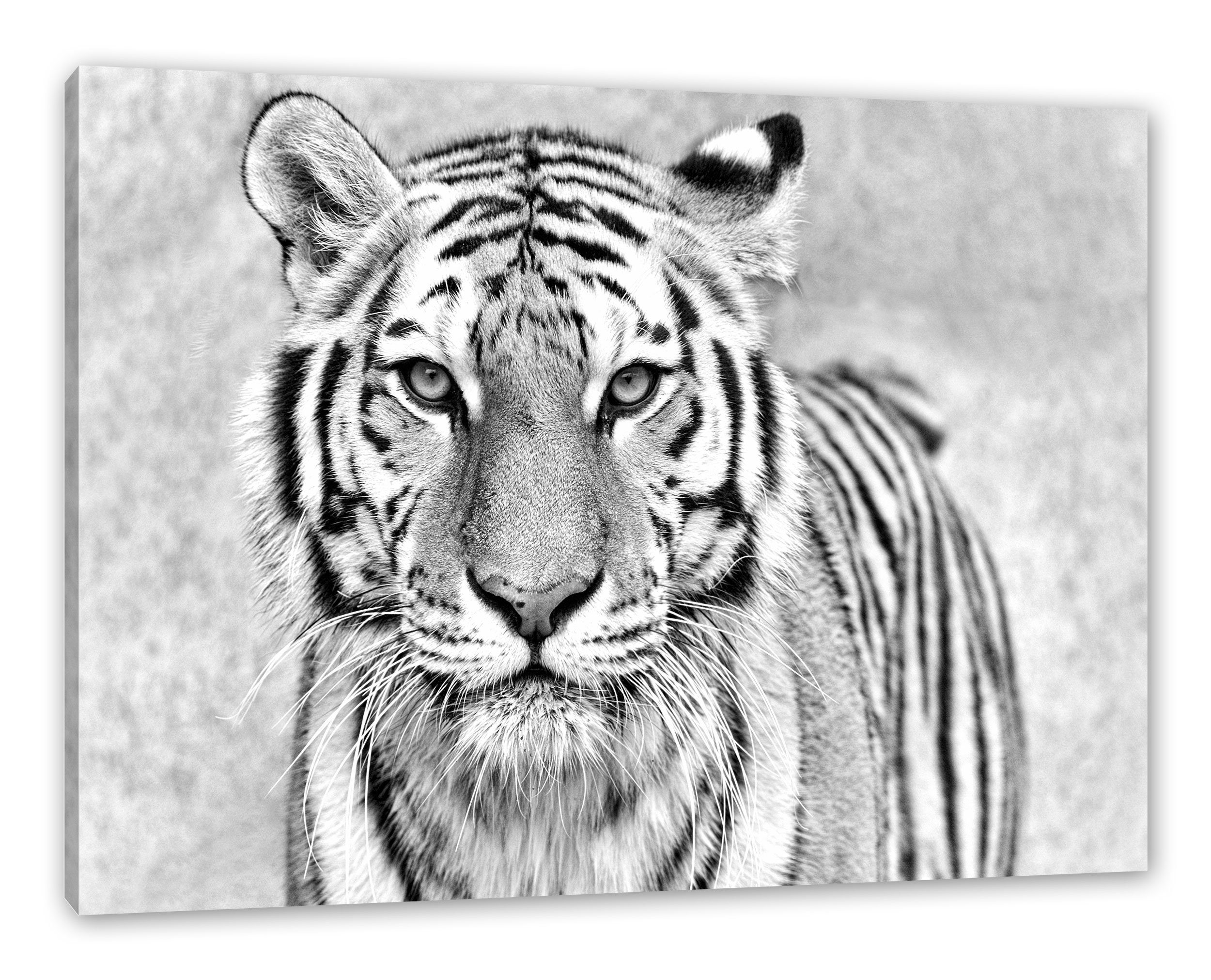 Pixxprint Leinwandbild Anmutiger Tiger in B&W, Anmutiger Tiger in B&W (1 St), Leinwandbild fertig bespannt, inkl. Zackenaufhänger