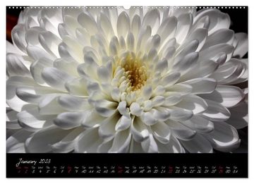 CALVENDO Wandkalender Floral Portraits Visual Music of Flowers (Premium-Calendar 2023 DIN A2 Landscape)