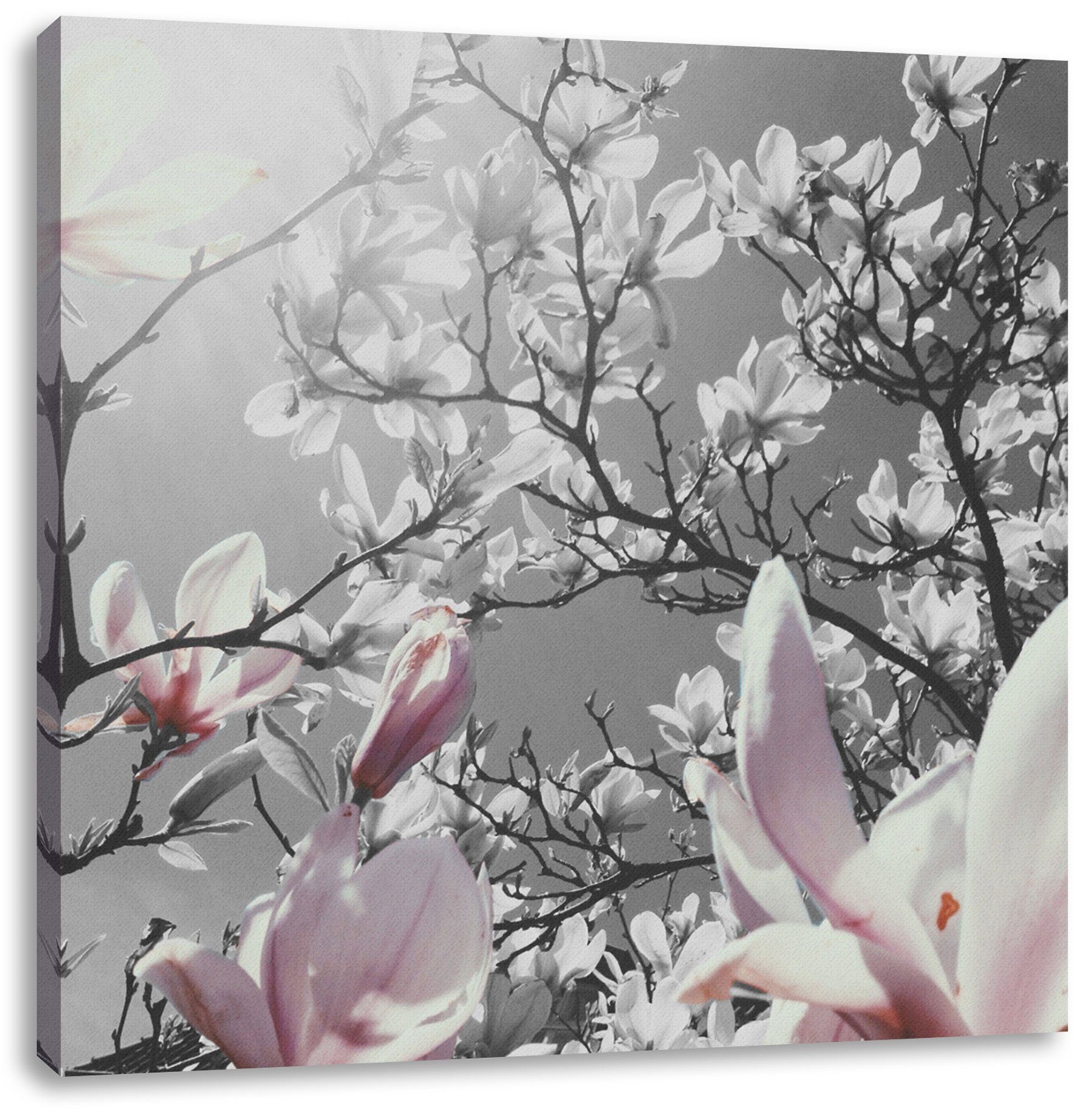 Pixxprint Leinwandbild St), Blüten Magnolie schöne bespannt, Zackenaufhänger fertig Leinwandbild schöne inkl. Magnolie Blüten, (1