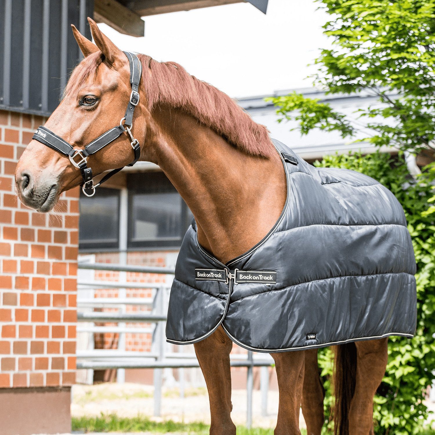 Back on track Pferde-Thermodecke Back on Track Rhyolite Insulated Liner 200g