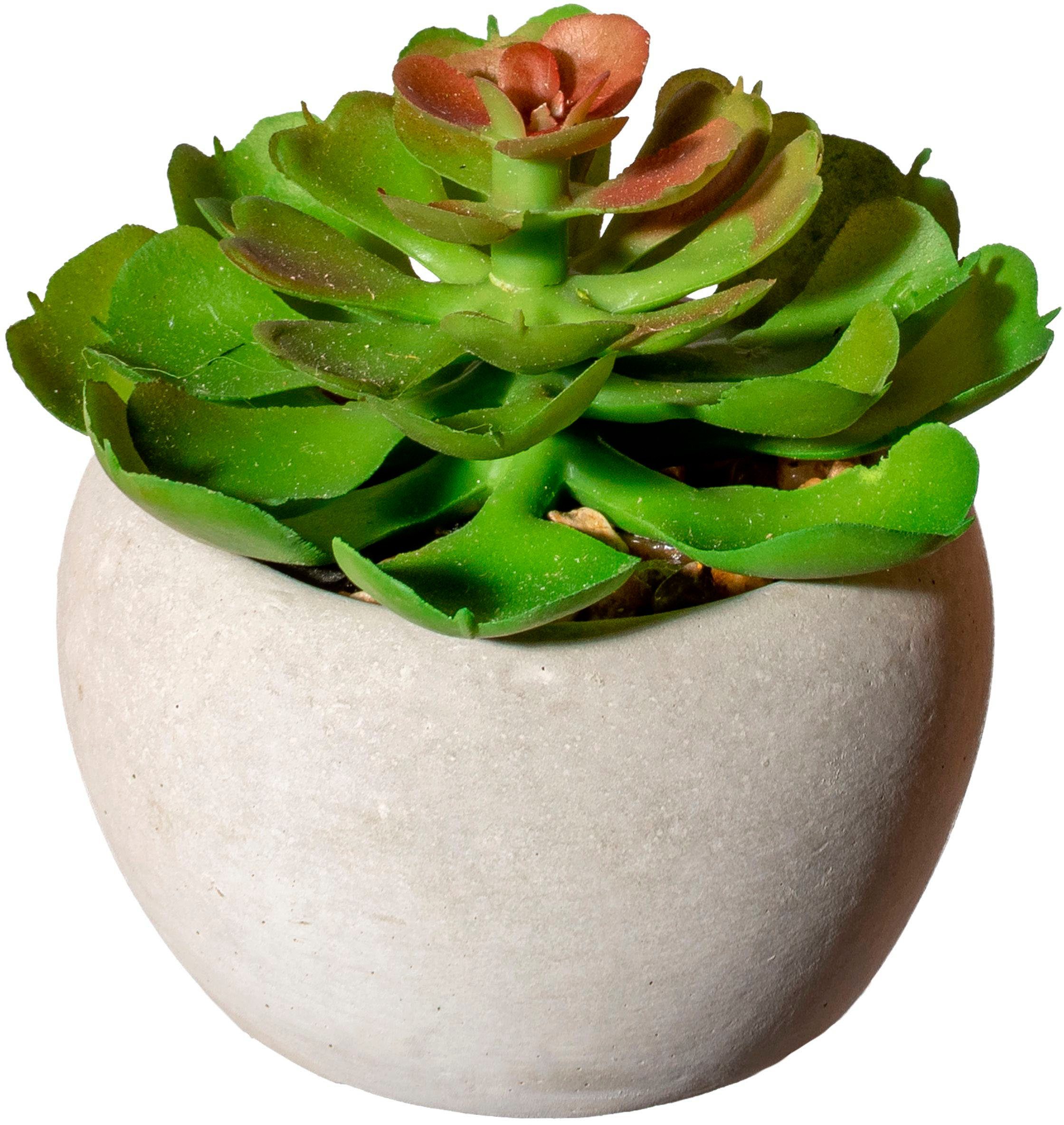 Künstliche Zimmerpflanze Sukkulenten Sukkulente, Creativ green, Höhe 9 cm, günstig online kaufen