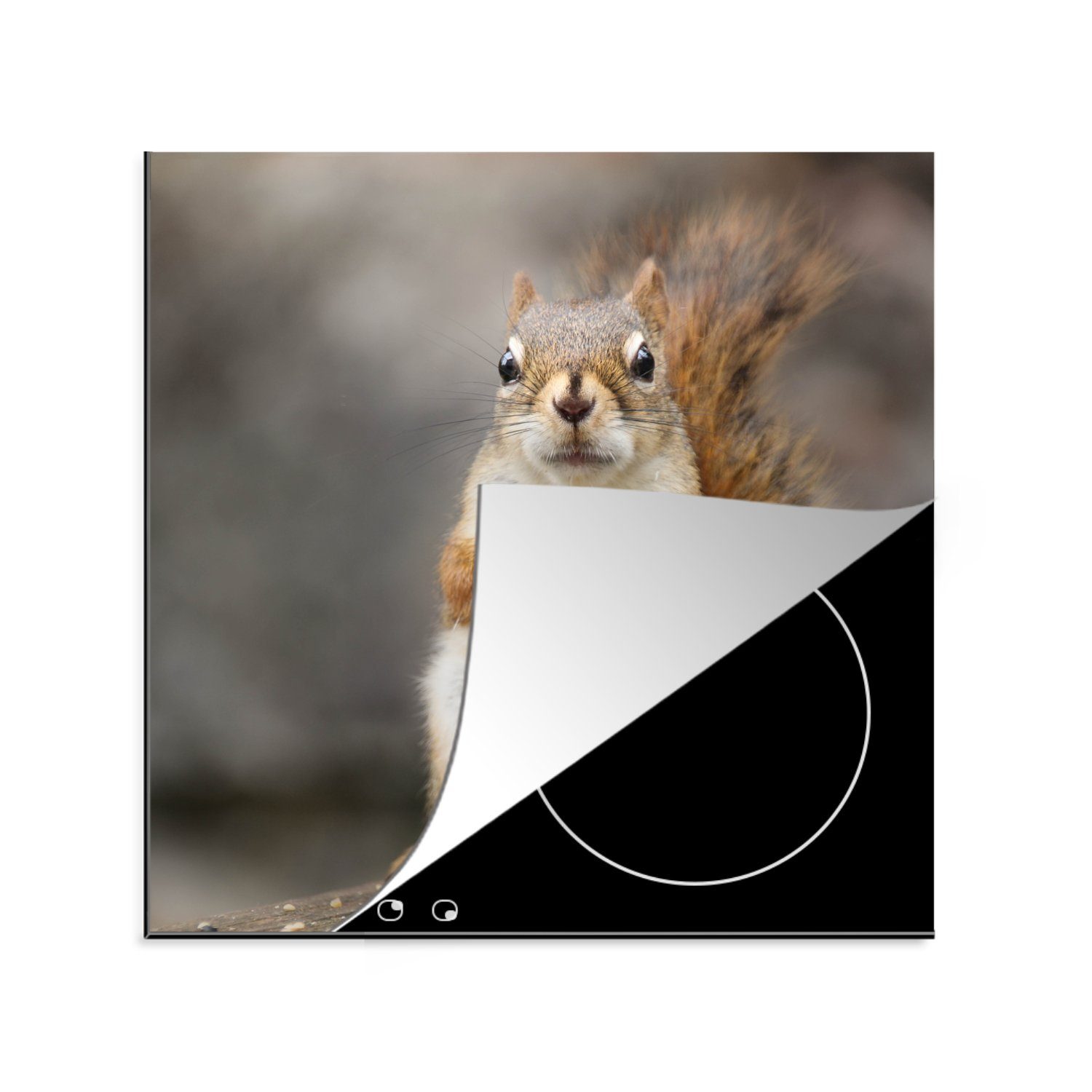 (1 78x78 cm, Nahaufnahme Eichhörnchens, für MuchoWow Ceranfeldabdeckung, Herdblende-/Abdeckplatte küche tlg), Arbeitsplatte Vinyl, eines
