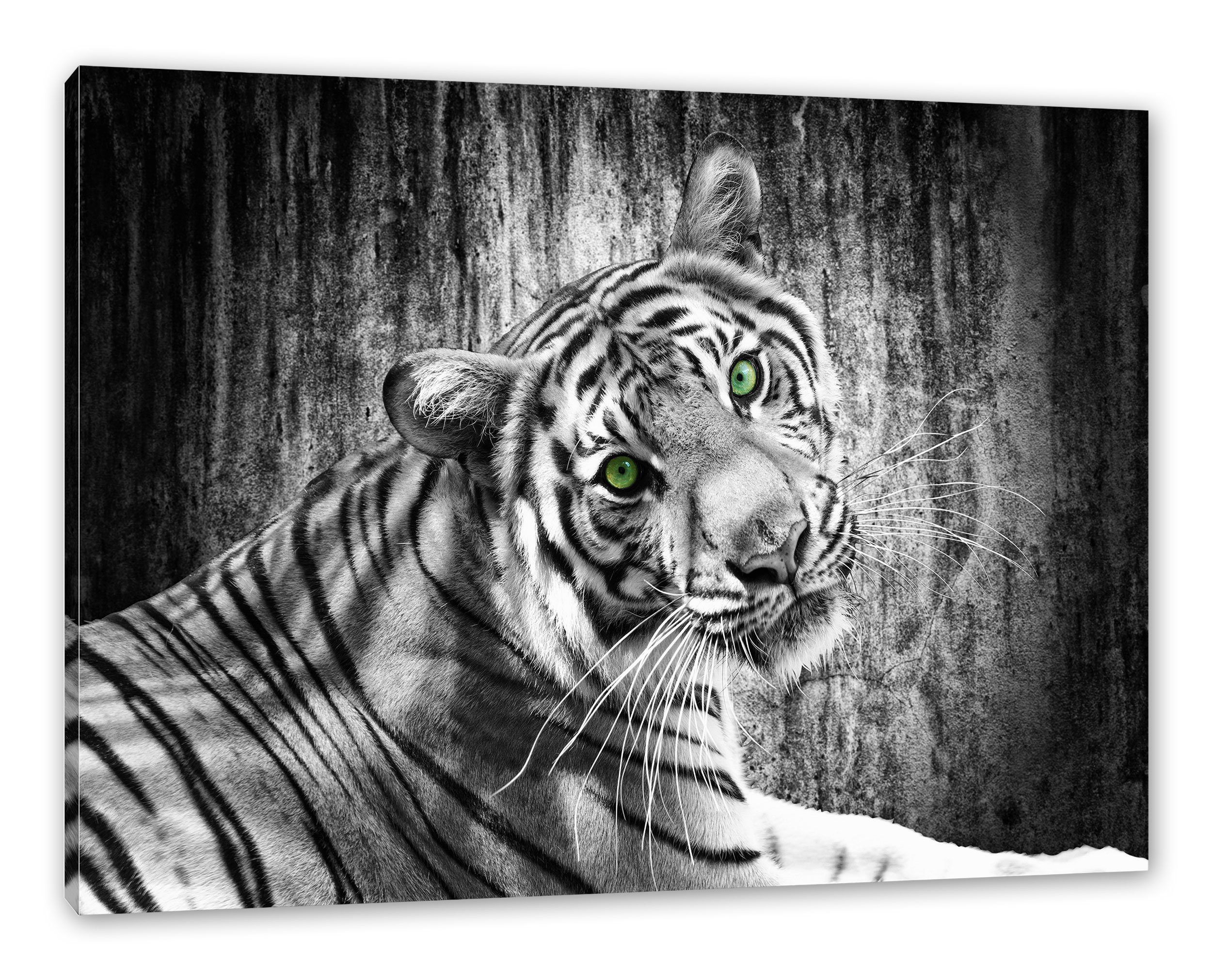 inkl. Pixxprint schöner Zackenaufhänger Tiger (1 Leinwandbild fertig Leinwandbild bespannt, neugieriger St), Tiger, schöner neugieriger