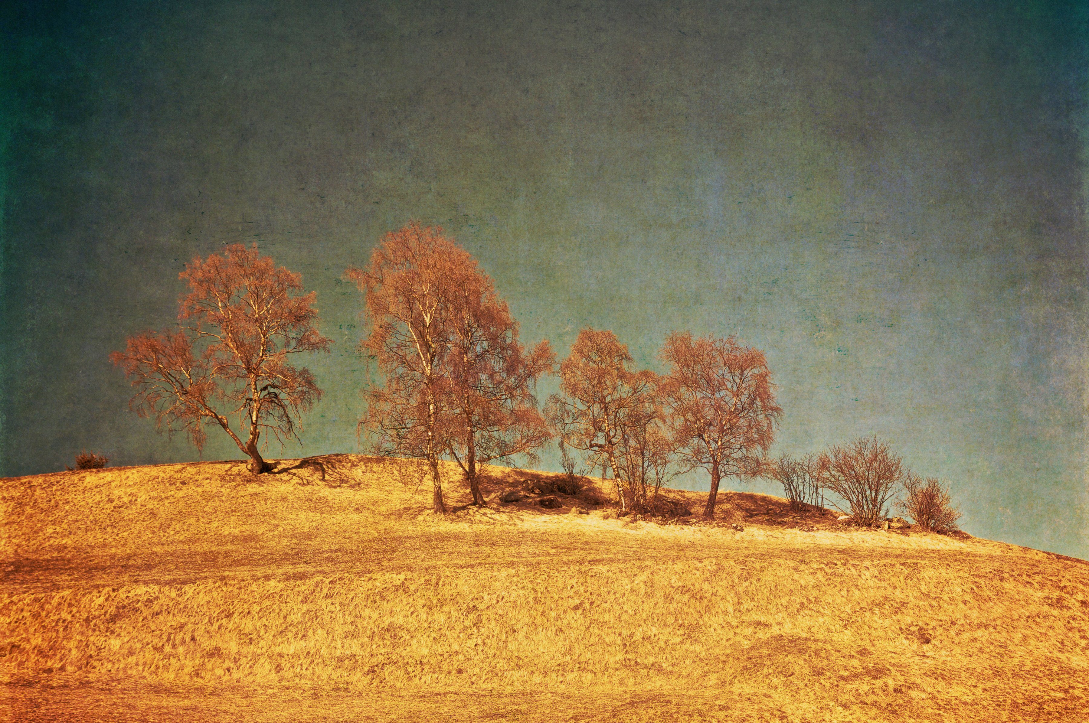 Papermoon Fototapete BÄUME-VINTAGE NATUR LANDSCHAFT HERBST WALD WANDBILD XXL