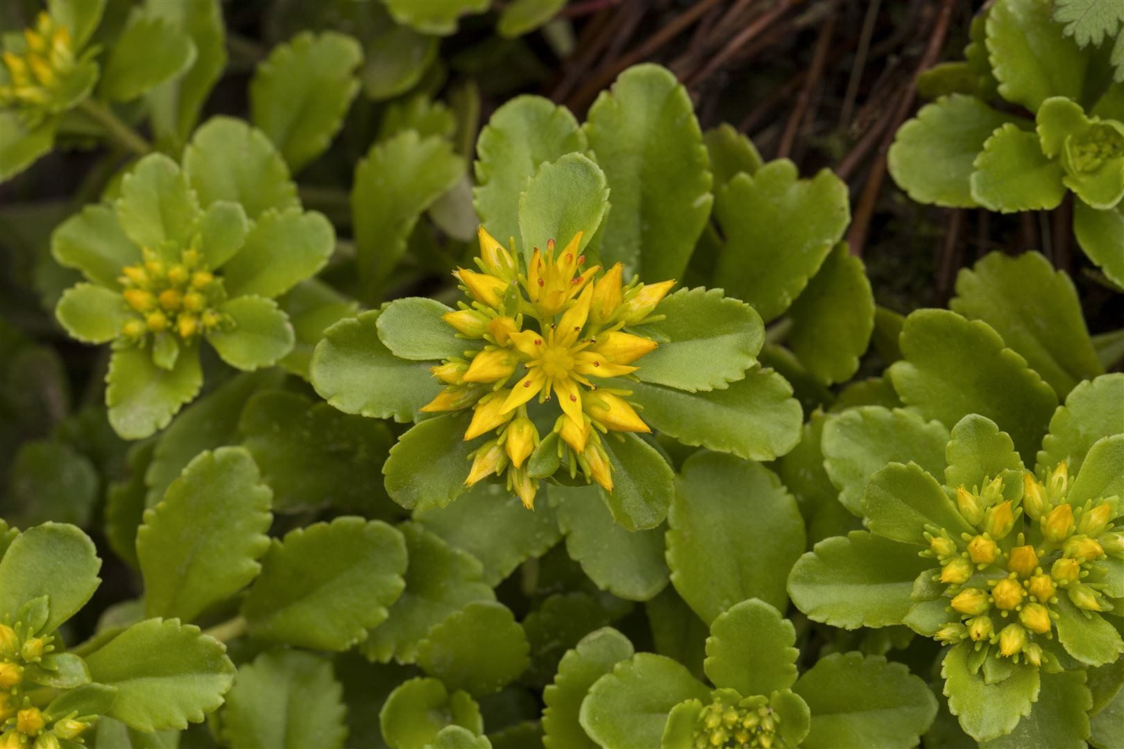 Pflanzen für Dich Staude Sedum flor. Weihenstephaner Gold, 1 St., Weihenstephaner Gold, Fetthenne