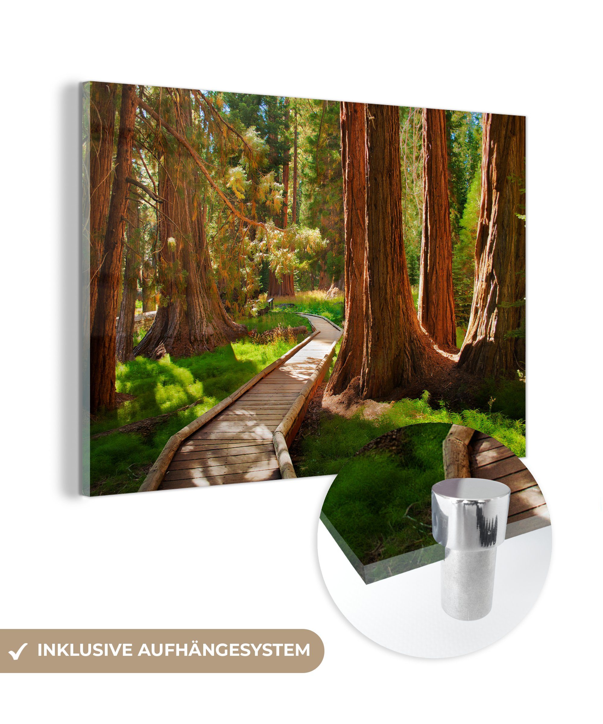 MuchoWow Acrylglasbild Hölzerner Pfad durch den Sequoia National Park in Kalifornien, (1 St), Acrylglasbilder Wohnzimmer & Schlafzimmer