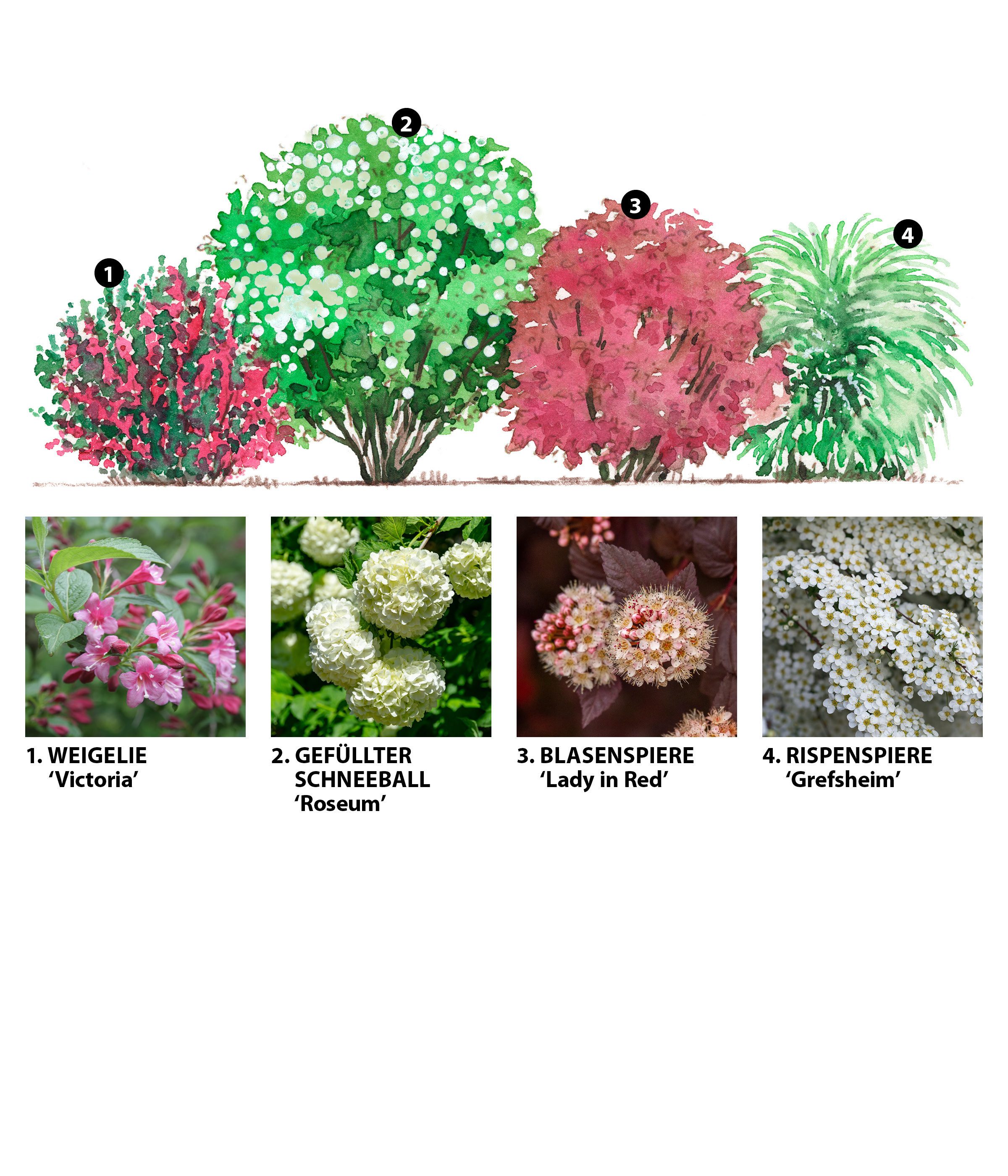 Dehner Hecken Blütenhecke Romance, 4 Sträucher, ca. 3 - 4 m, 40 - 60 cm, we günstig online kaufen