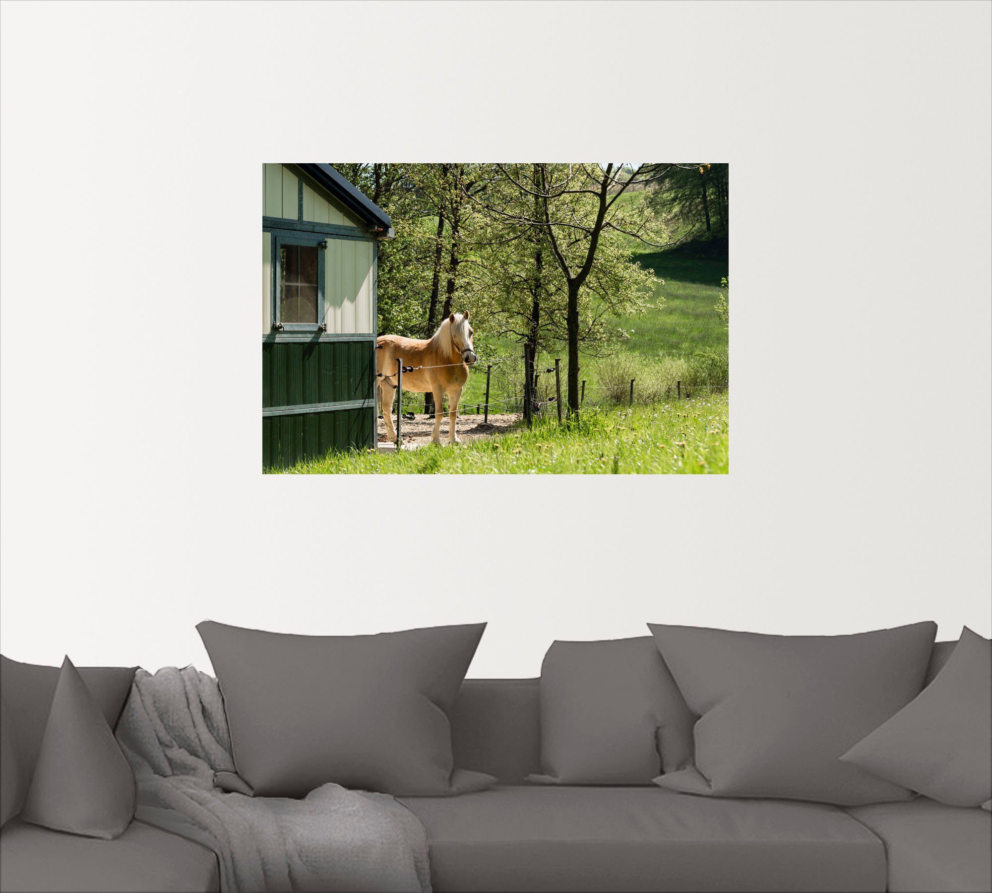 Haustiere versch. St), Größen oder Wandbild Poster Artland Haflinger als Wandaufkleber (1 im Frühling, Alubild, in Leinwandbild,