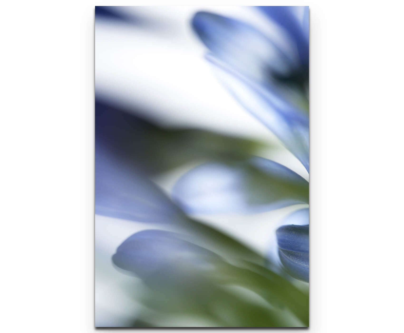 Sinus Art Leinwandbild Naturaufnahme  blaue Blüten soft - Leinwandbild