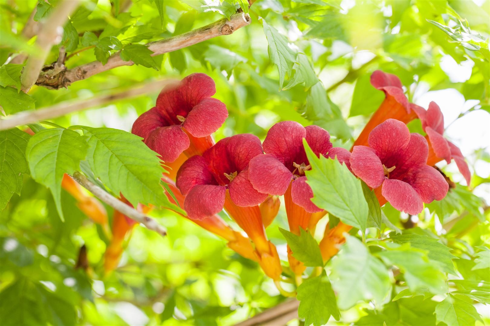 Pflanzen für Dich Kletterpflanze Campsis radicans, 1 St., Trompetenblume, Klettertrompete, Amerikanische Klettertrompete, kletternd, orangeblühend