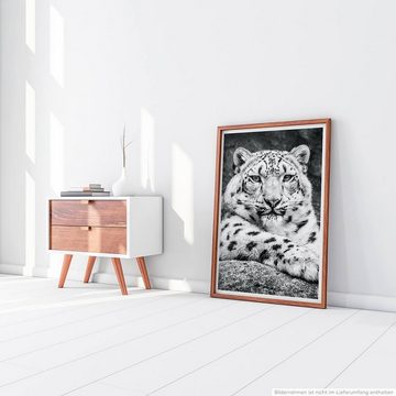 Sinus Art Poster Porträt eines Schneeleoparden schwarz weiß 60x90cm Poster