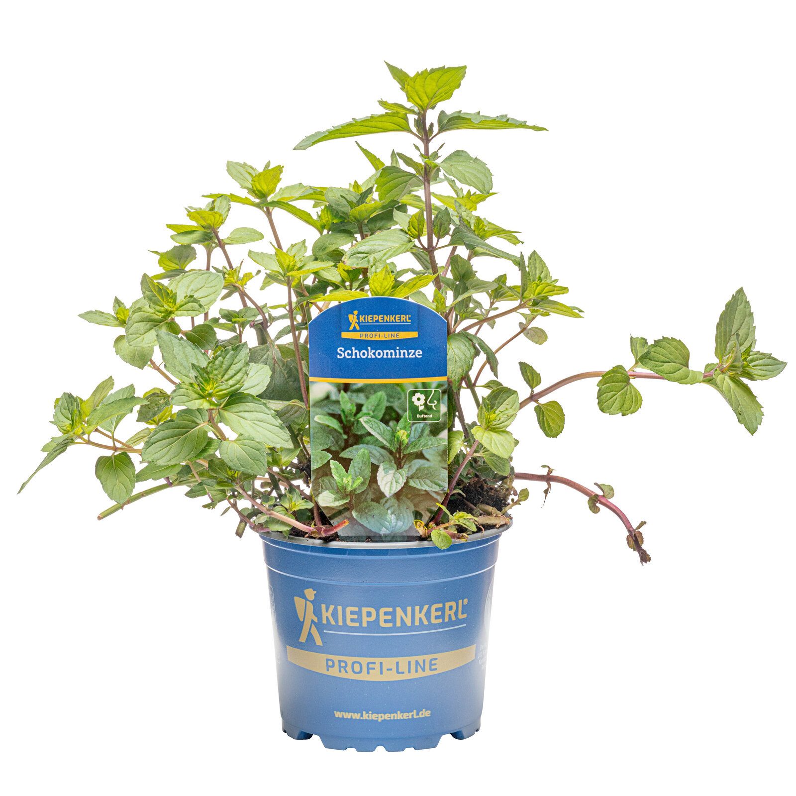 Pflanzen für Dich Gewürzkraut Schokoladen-Minze 12cm Topf