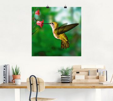 Artland Wandbild Kolibri, Vögel (1 St), als Alubild, Outdoorbild, Leinwandbild, Poster in verschied. Größen