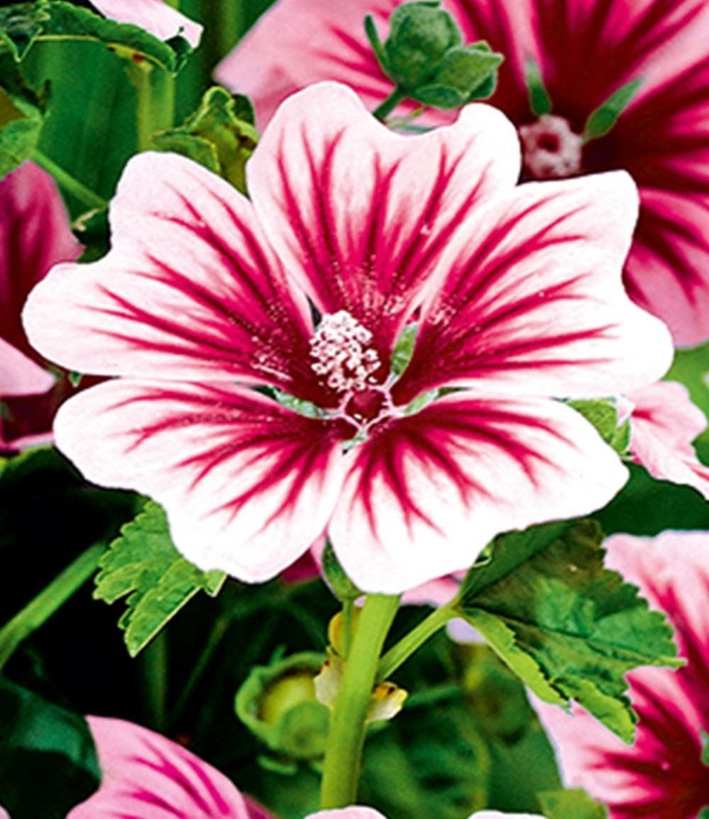 BALDUR Garten Staude Stauden-Malve 'Zebrina', 3 St., Blütenköpfe, winterhart, mehrjährig, pflegeleicht