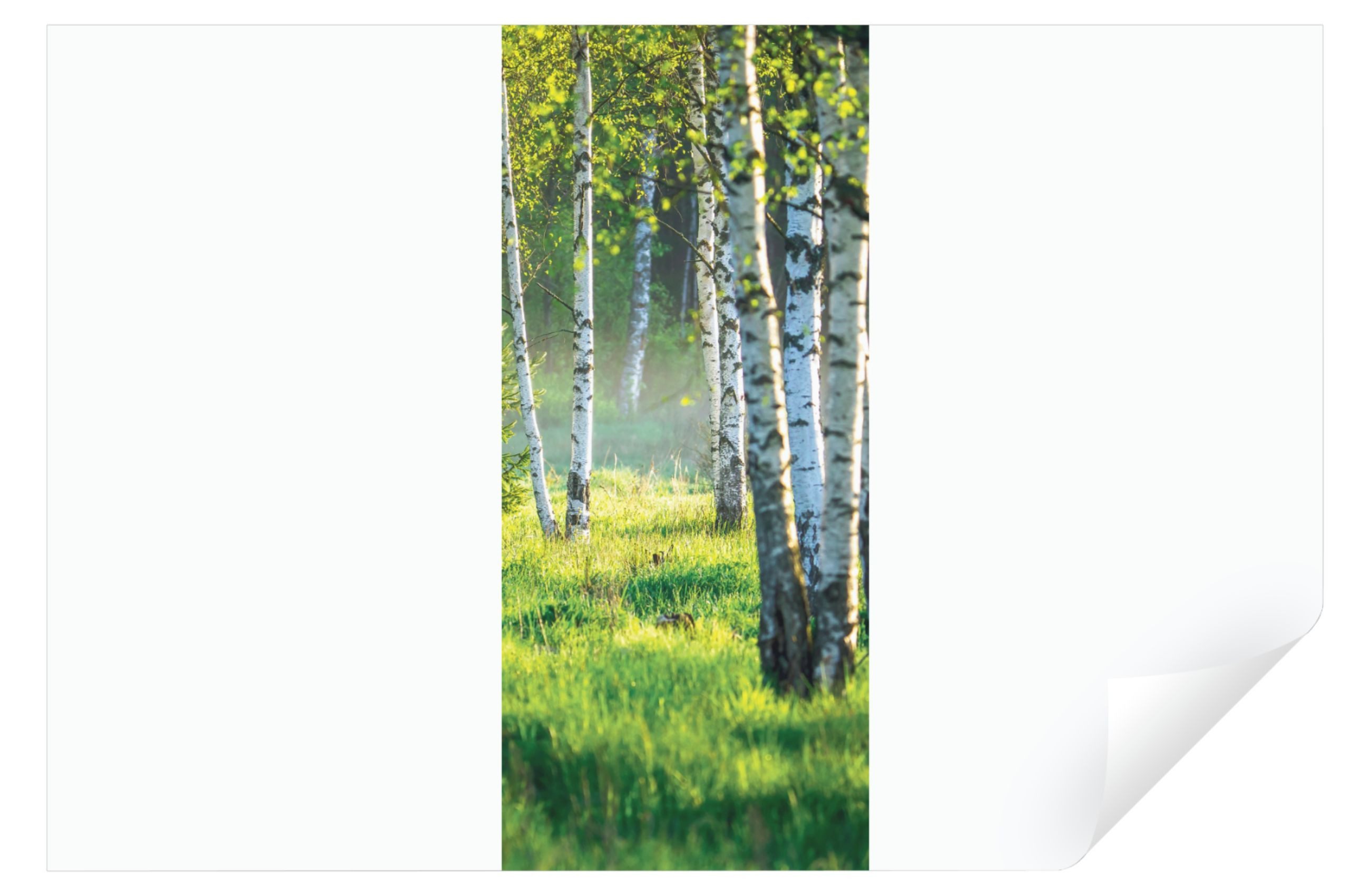 Wallarena Türtapete Selbstklebend Wald Birkenwald 3D günstig online kaufen
