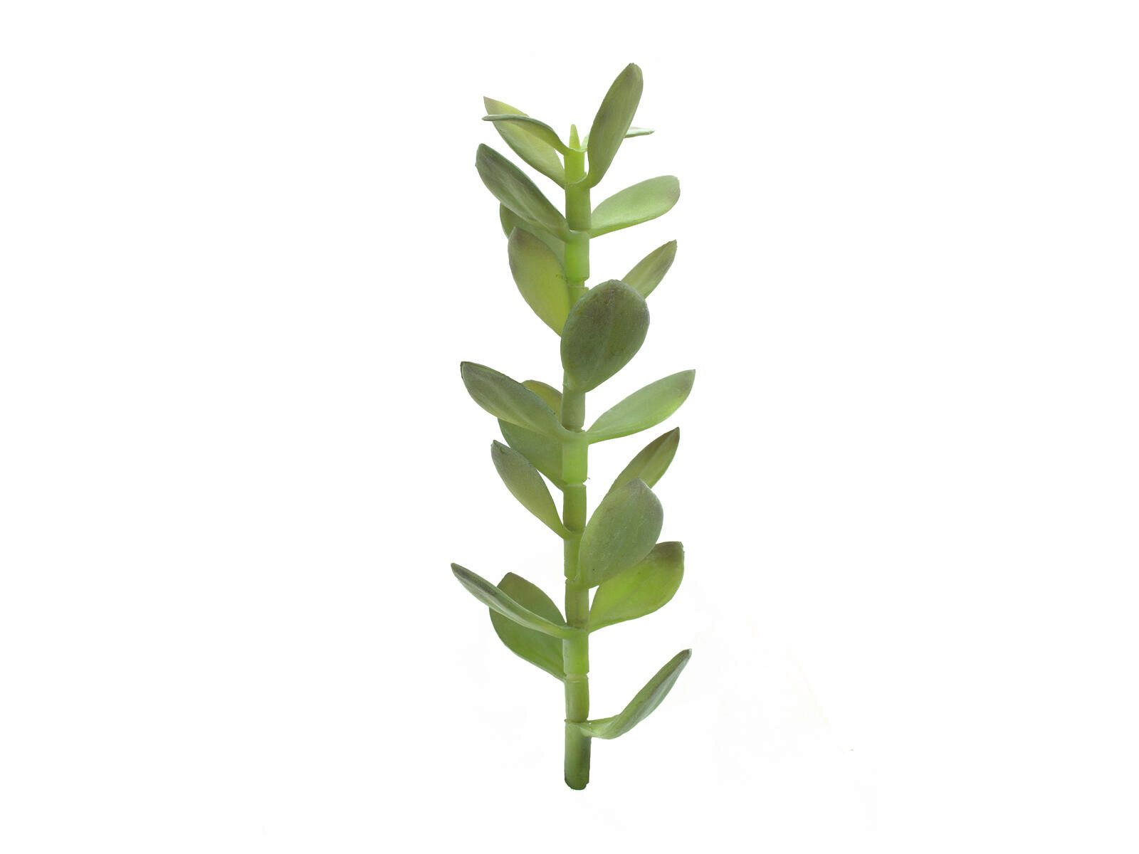 Kunstkaktus EUROPALMS Geldbäumchen-Spross, Kunstpflanze, 30cm