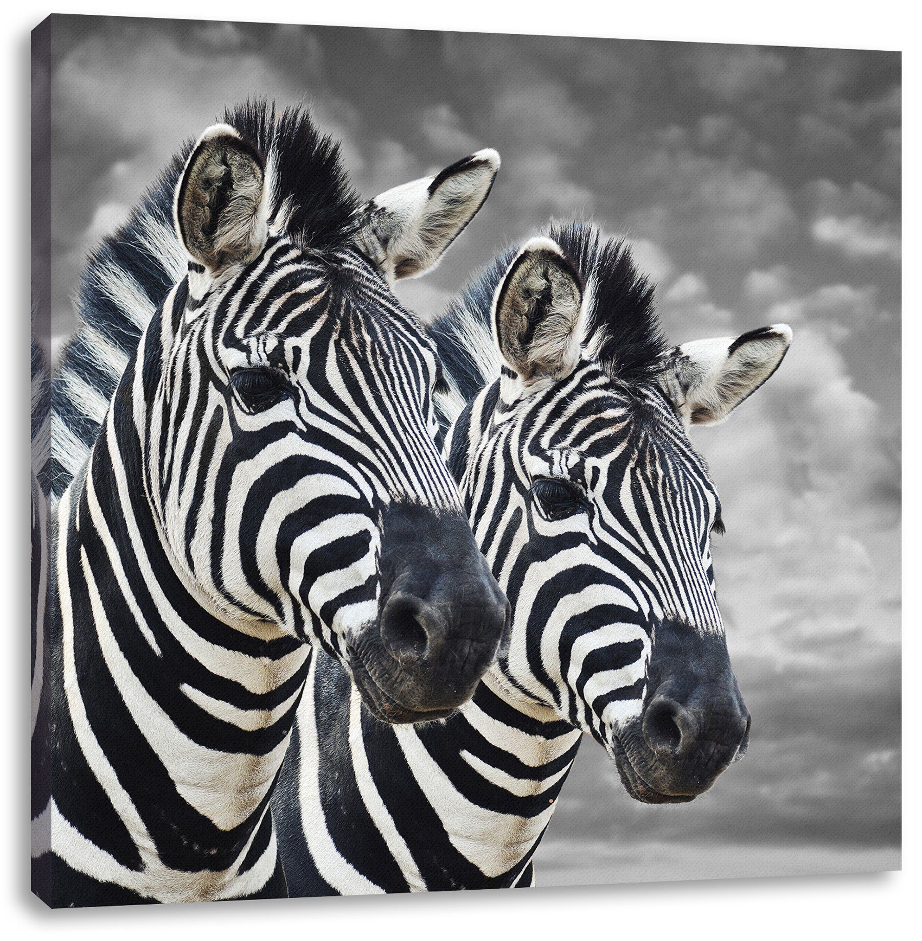Leinwandbild Zebras Zebras, Zackenaufhänger (1 Leinwandbild zwei fertig zwei inkl. bespannt, Pixxprint St),