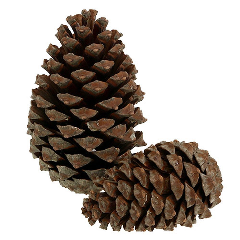 Trockenblume Zapfen Pinus Maritima 10-15cm Natur 3 Stk - Deko Zapfen für, 3 Stück, Kaemingk, Höhe 15 cm