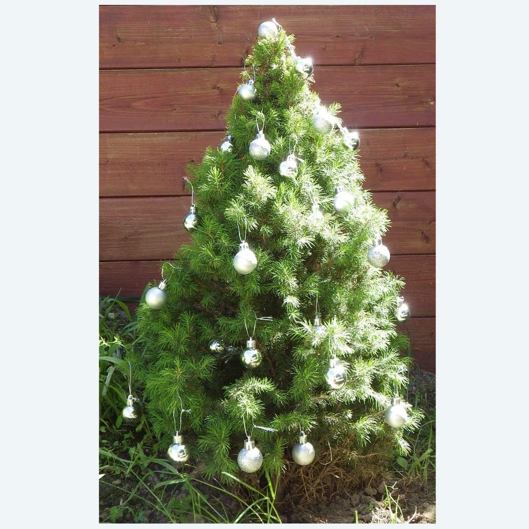 Weihnachtsbaumkugel Christbaumkugeln, 3cm, (24 Rote Silber Glanz 24er-Set und St) Matt Coonoor
