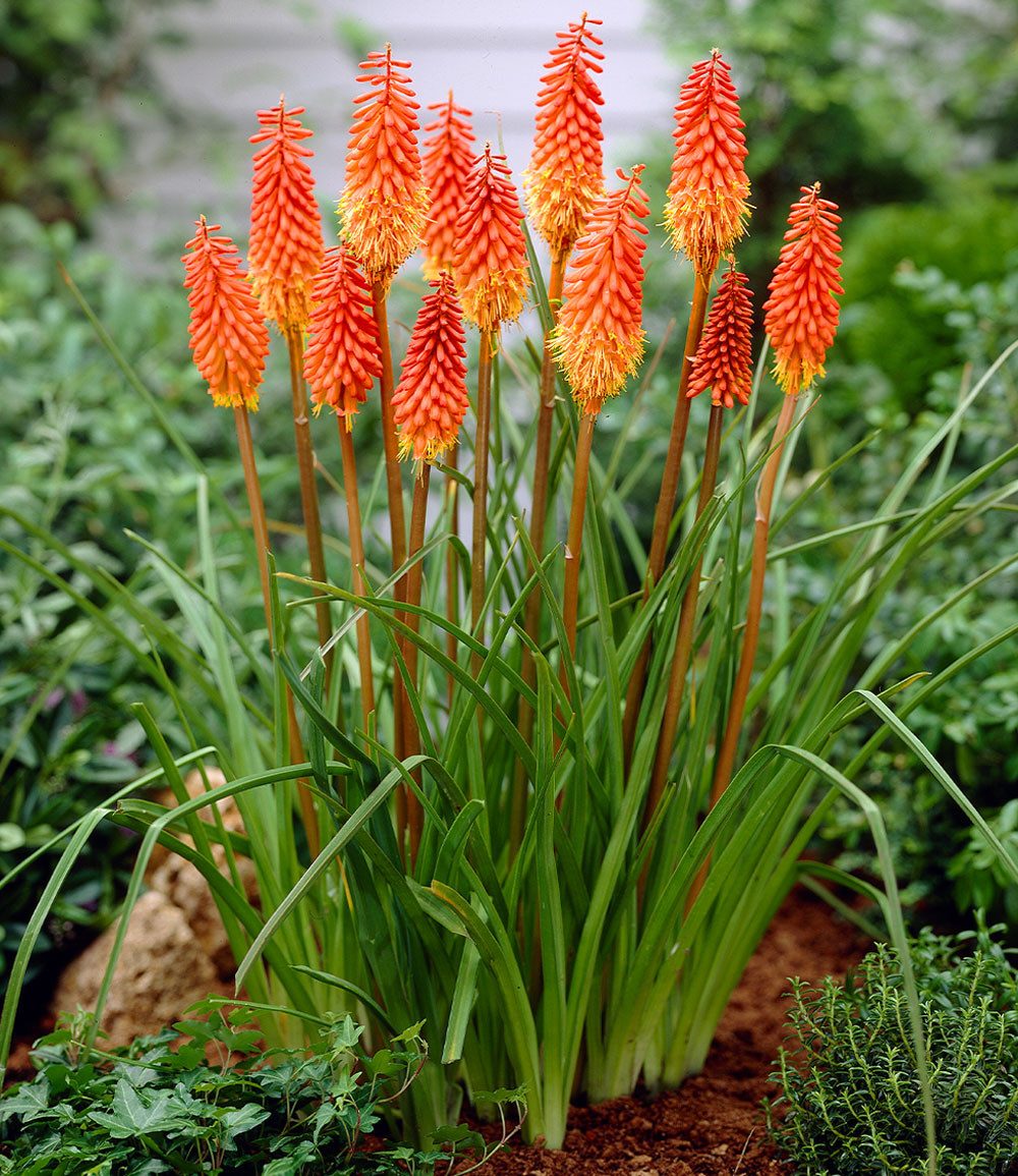 BALDUR Garten Staude Kniphofia 'Alcazar', 1 St., Fackellilie, immergrün,winterhart, mehrjährig, dauerblüher
