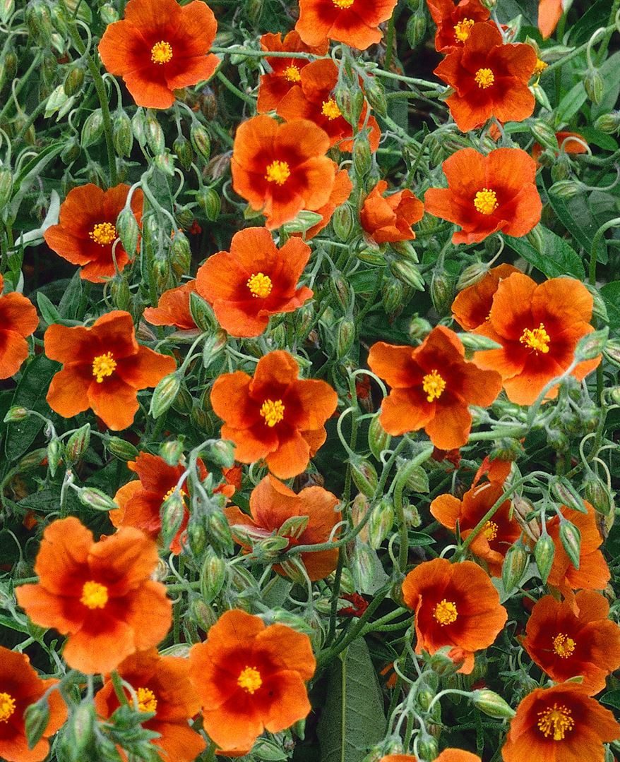 Pflanzen für Dich Staude Helianthemum cult. Bronzeteppich, 1 St., Sonnenröschen, Felsenrose