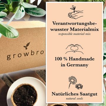Kunstbonsai Bonsai Wisteria Anzuchtset Geschenke für Frauen Züchte eigenen Bro, growbro, Bekannt aus Social Media