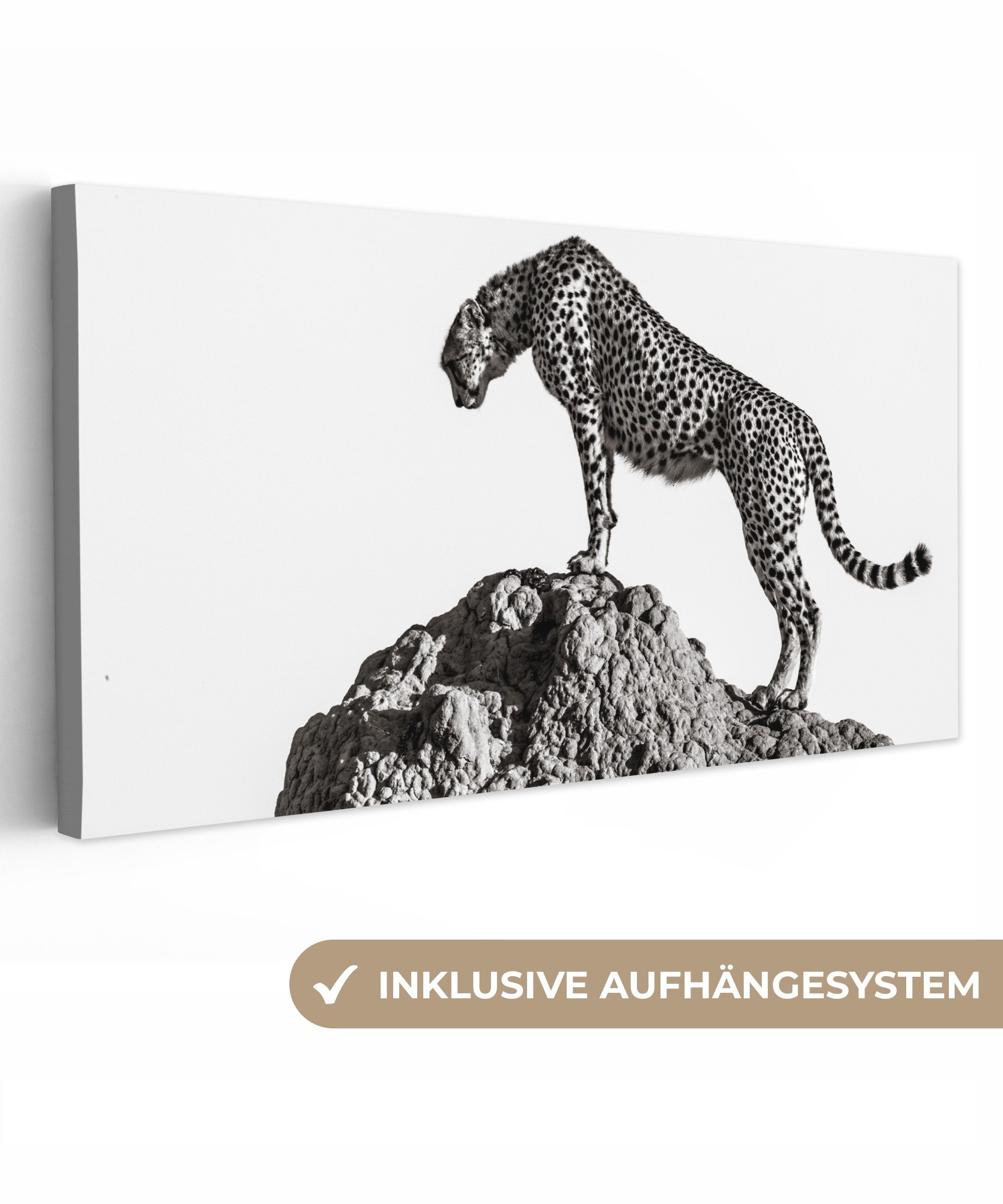 OneMillionCanvasses® Leinwandbild Panorama Raubtier - Panther günstig online kaufen
