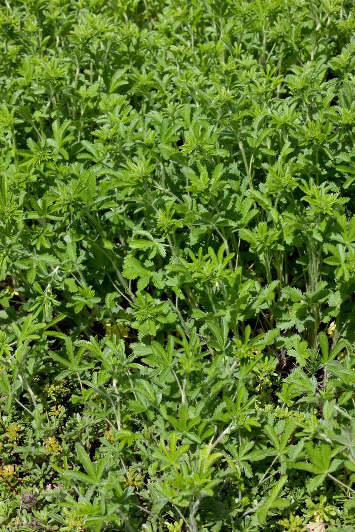 Pflanzen für Dich Bodendecker Potentilla recta, 1 St., Aufrechte Fingerkraut, Steifes Fingerkraut, gelbblühend, trockenheitsresistent