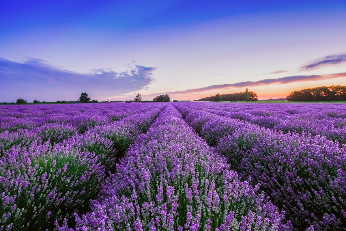 A.S. Création Vliestapete Lavendel Sonnenuntergang Violett Blau Fototapete, glatt, matt, (1 St)