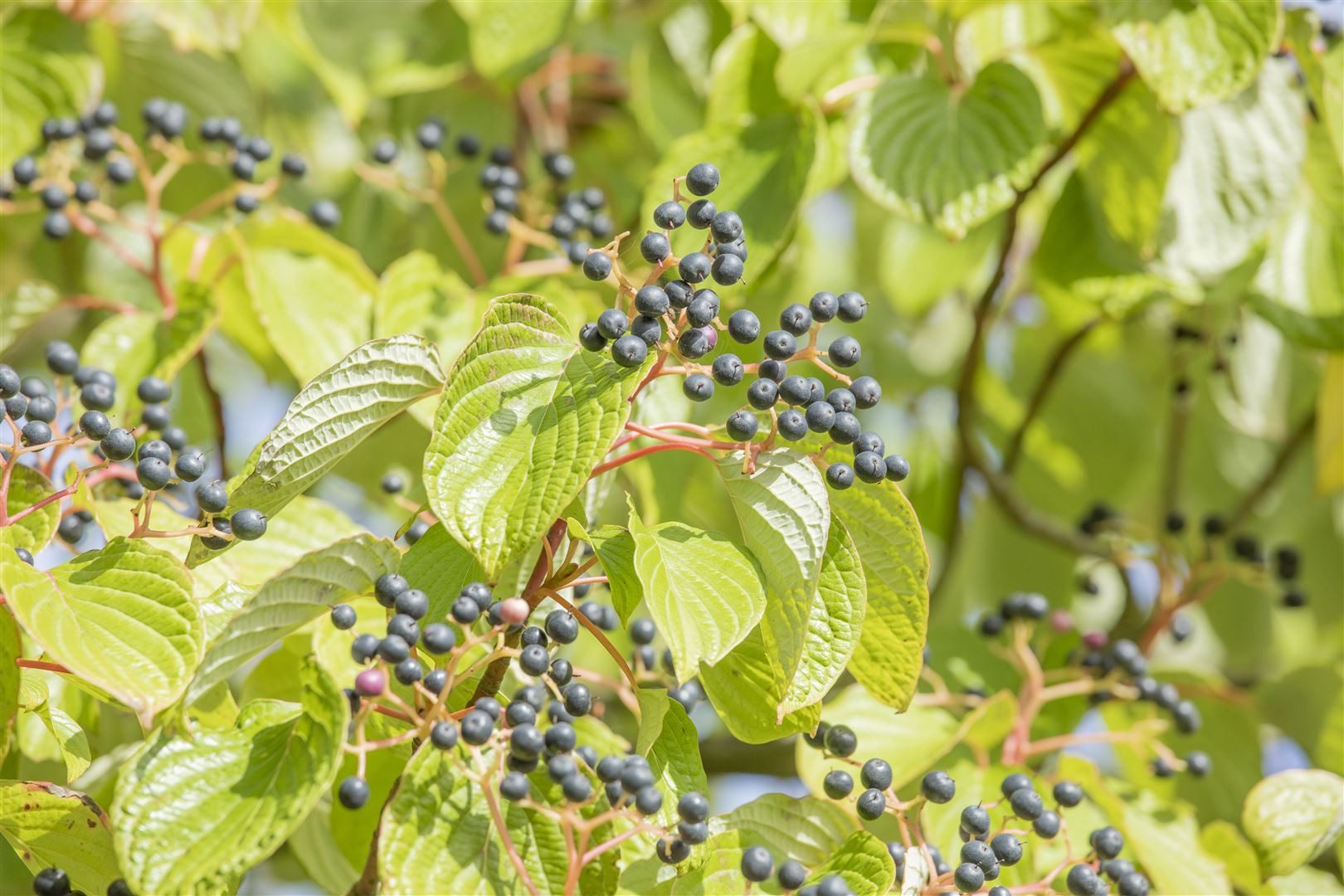 Pflanzen für Dich Gehölze Cornus controversa, 1 St., Etagen-Hartriegel, Riesen-Hartriegel