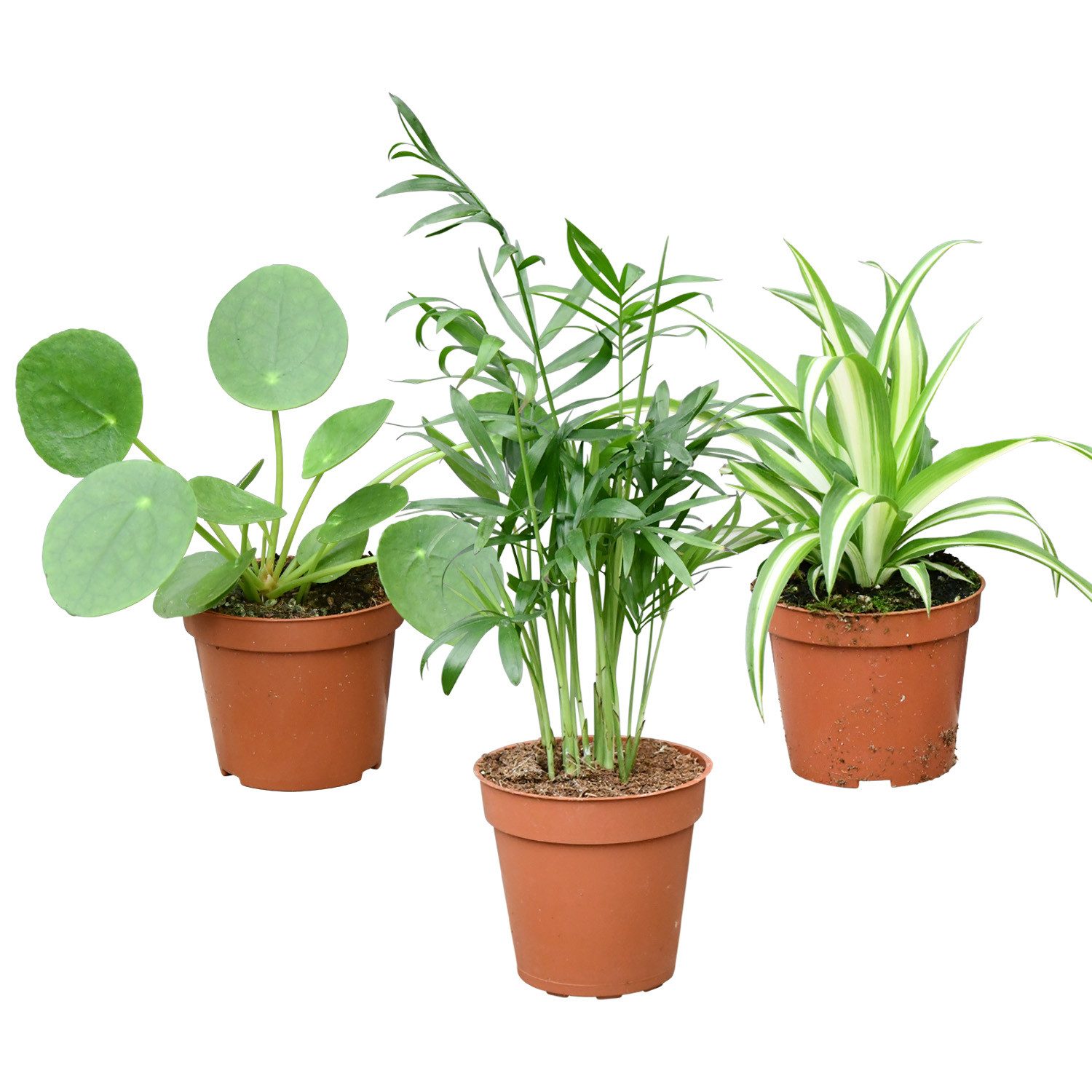 Green Me Up Zimmerpflanze Mini Zimmerpflanzen Babypflanzen Trio tierfreundlich 9 cm 3er Set, Bergpalme Grünlilie Ufopflanze, tierfreundlich