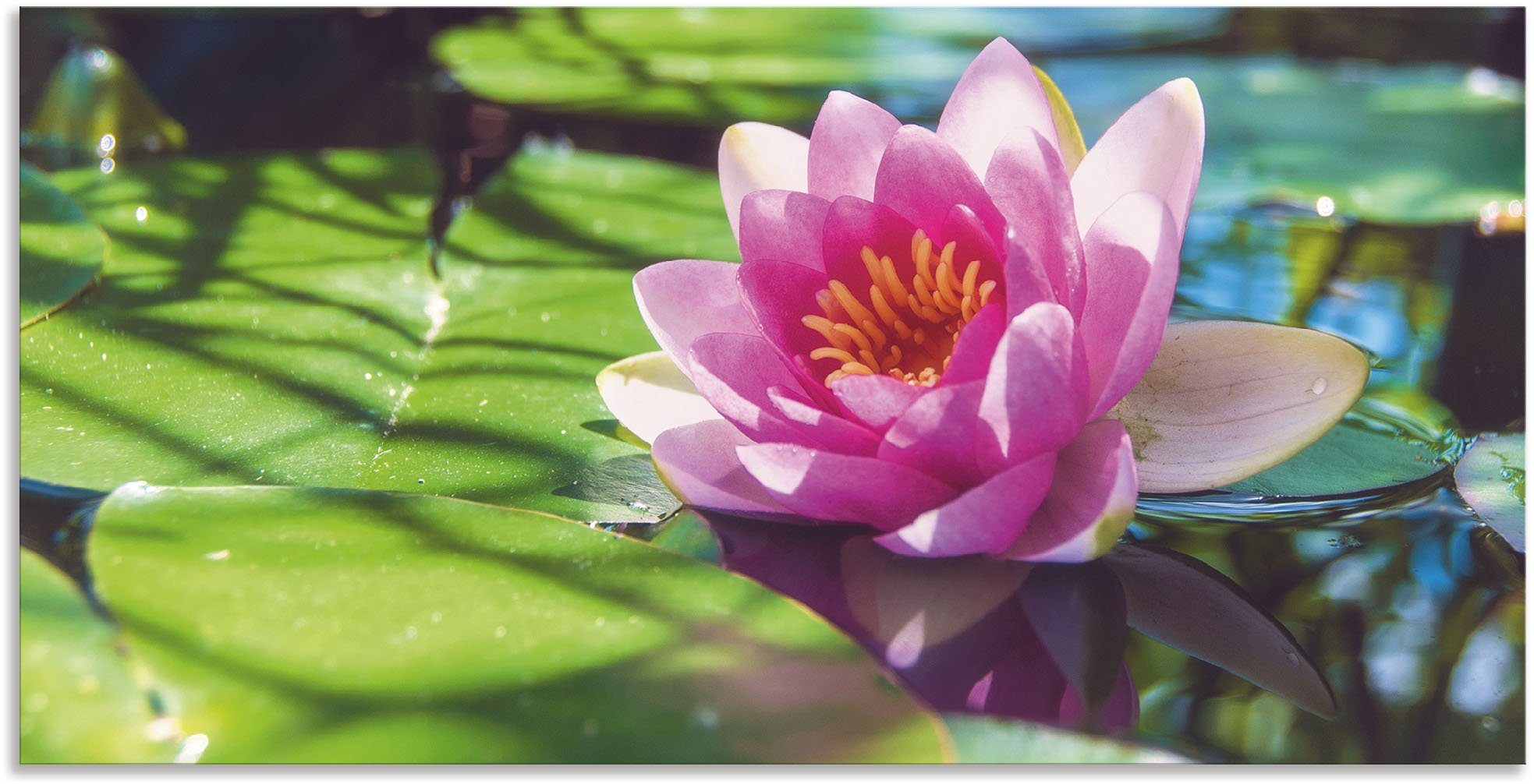 Artland Alu-Dibond-Druck Seerose Nahaufnahme, Blumenbilder (1 St), für Innen- und Außenbereich geeignet, Outdoorbild