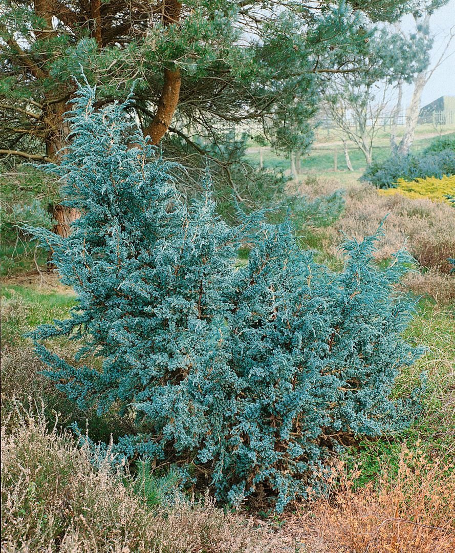Pflanzen für Dich Konifere Juniperus squamata Meyeri, 1 St., Meyeri-Wacholder, Blauer Zwergwacholder, blaugrün, ausladend