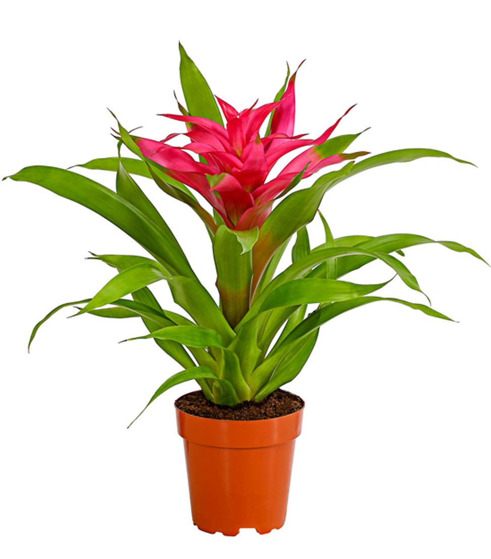 Dehner Zimmerpflanze Guzmanie Deseo, Guzmania cultivars, Bromelie, rosettenförmiger Wuchs, exotische Zimmerpflanze mit farbiger Blüte