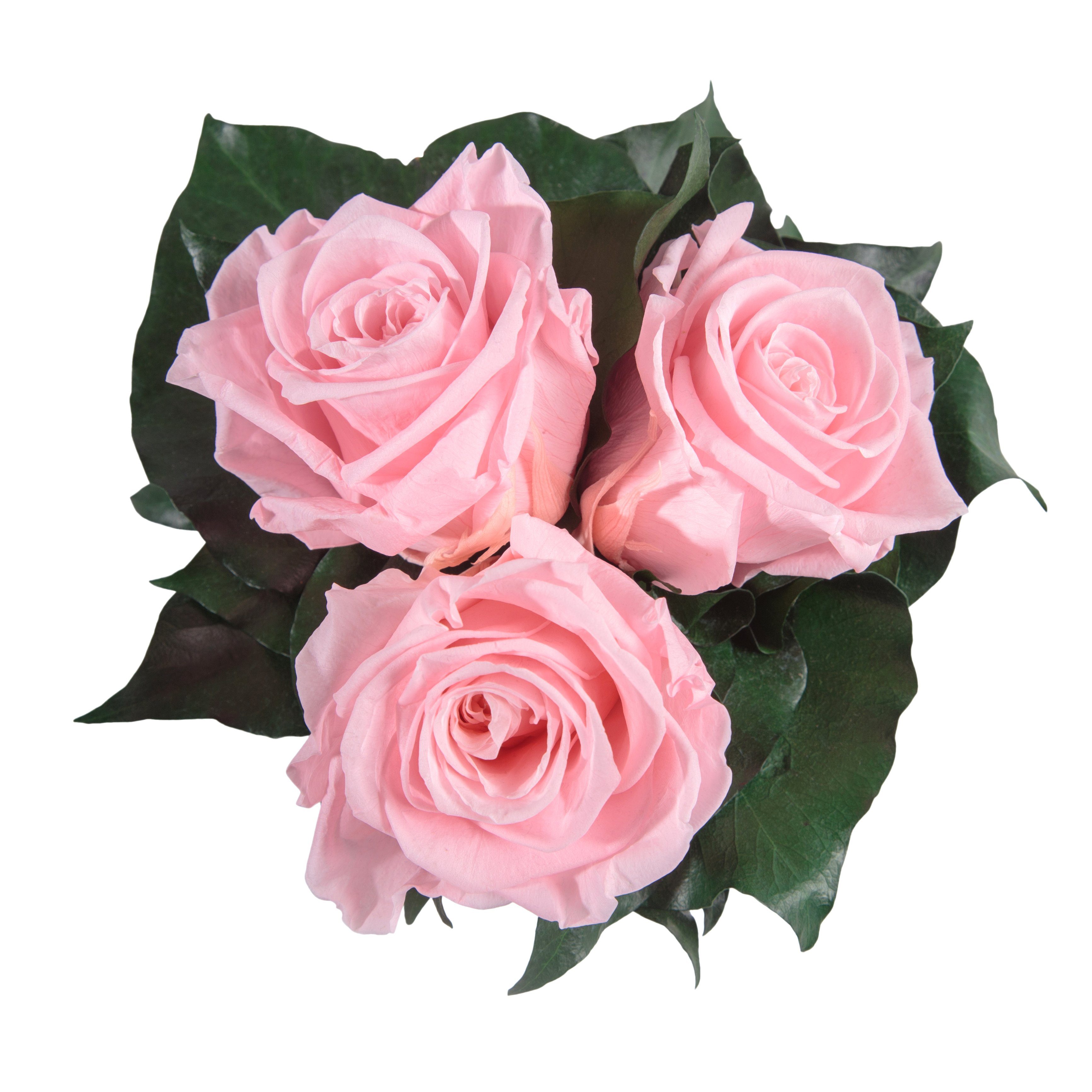 Rose, Kunstblume weiß Rosen 3 ROSEMARIE Geschenk Rosenbox Rosen Höhe 10 cm, für Infinity rund konserviert Heidelberg, SCHULZ echte Rosa Sie