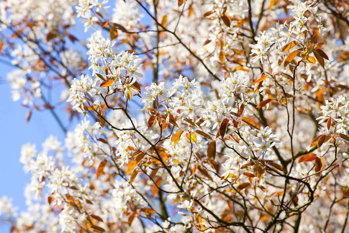 Garten von Ehren Zierstrauch Amelanchier lamarckii Containerware 60-100 cm hoch
