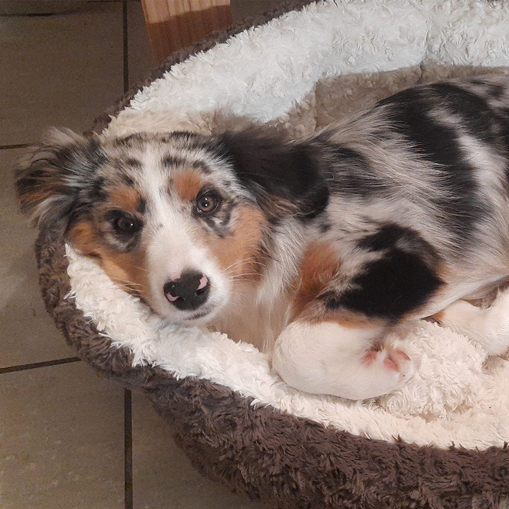 Nobby Tierbett Komfort Bett oval "NEIKU" günstig online kaufen