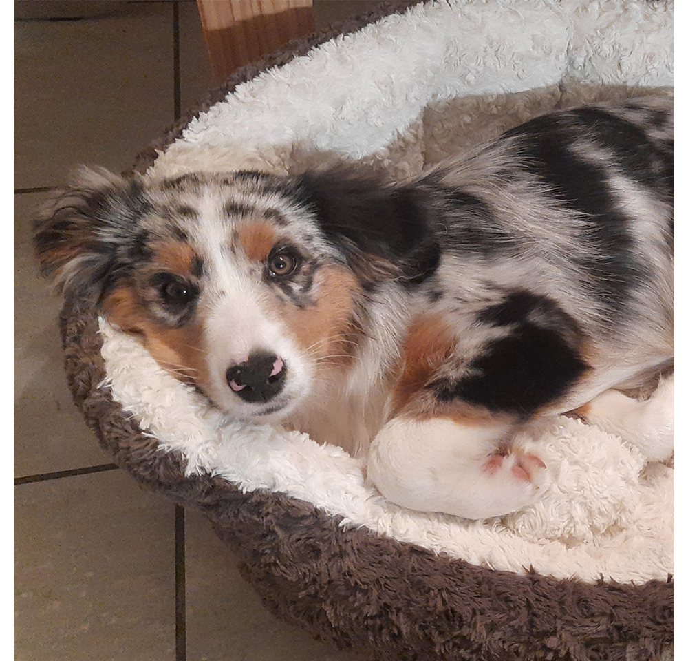 Thumbnail - Nobby Tierbett Komfort Bett oval "NEIKU"
